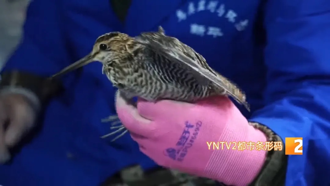 哀牢山,他们用不同方式守护着…… 哀牢山,他们用不同方式守护着……