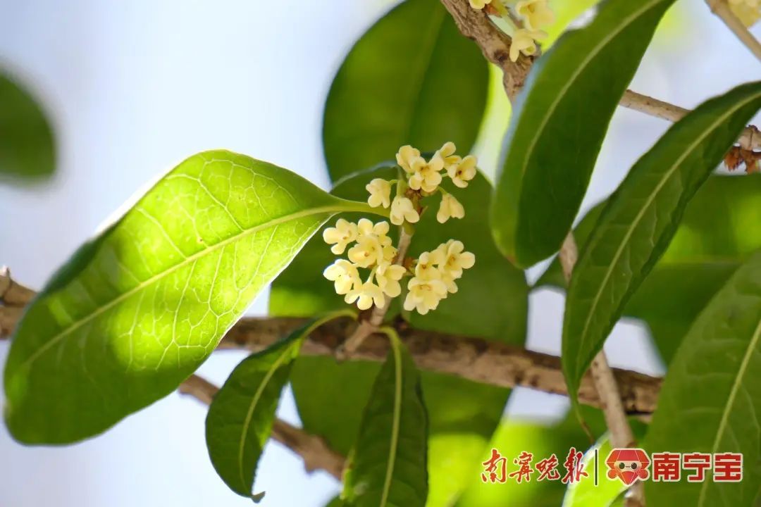 今秋南宁桂花香为何“迟到了”？专家解答→