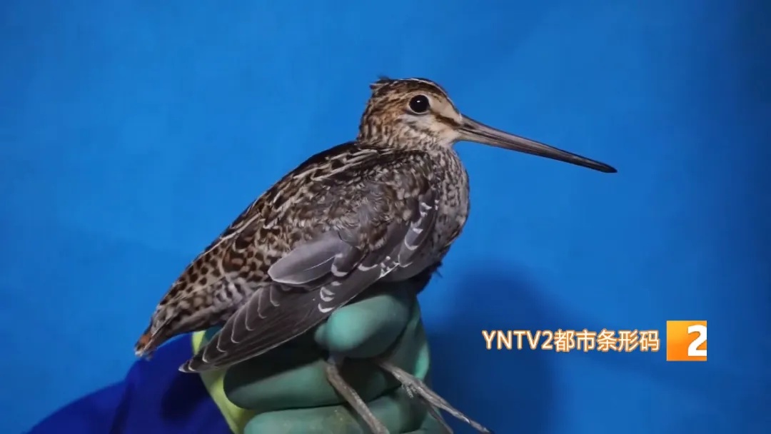 哀牢山,他们用不同方式守护着…… 哀牢山,他们用不同方式守护着……