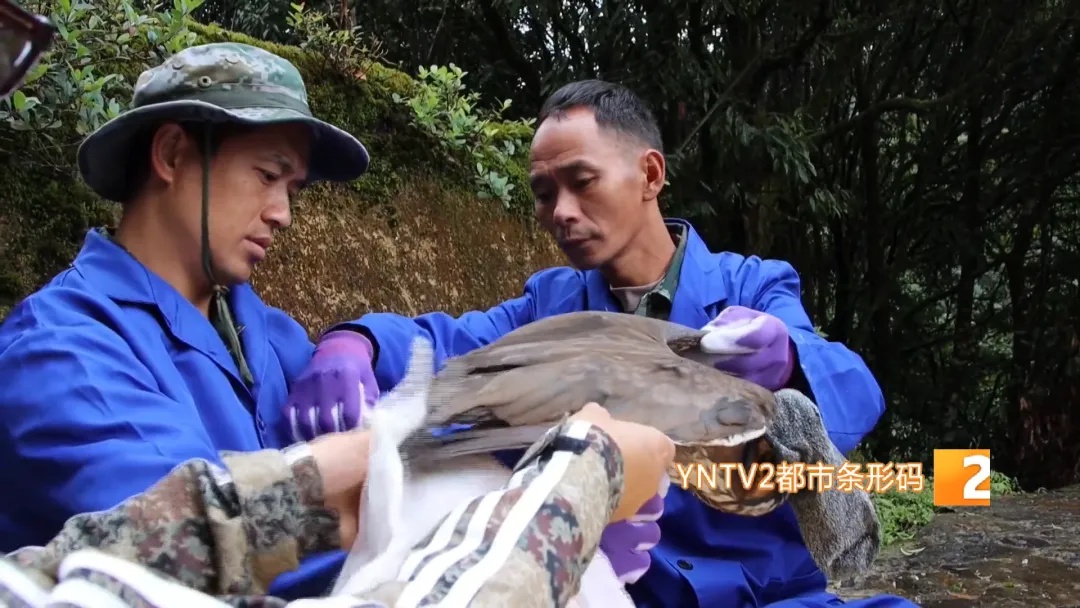 哀牢山,他们用不同方式守护着…… 哀牢山,他们用不同方式守护着……