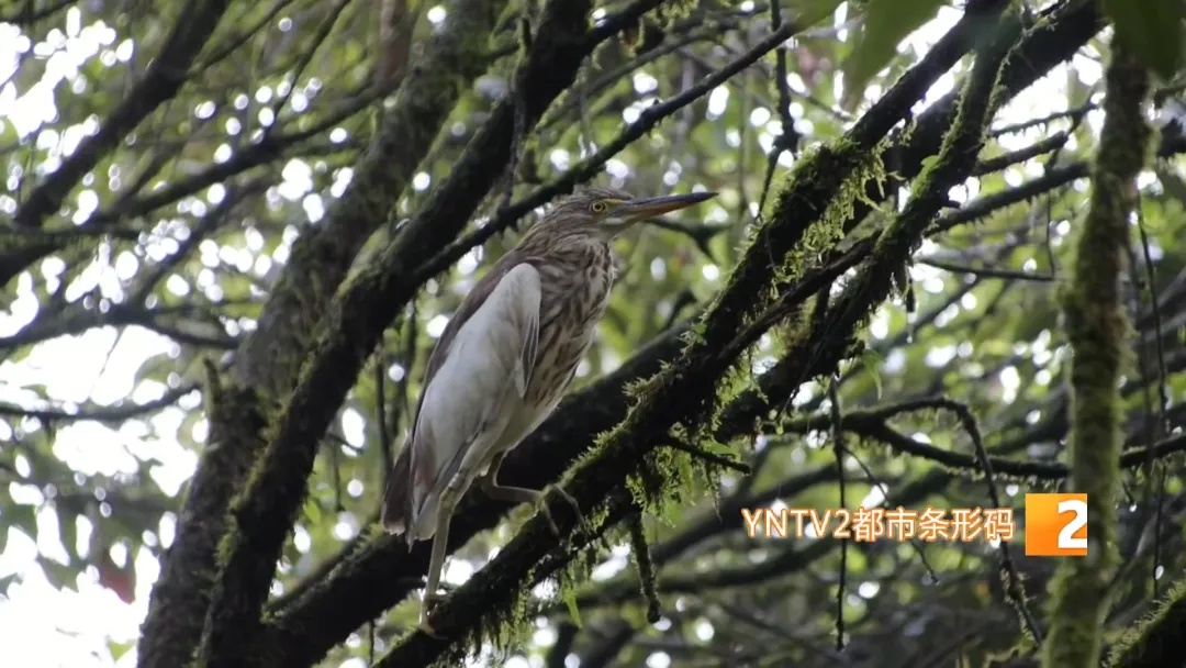 哀牢山,他们用不同方式守护着…… 哀牢山,他们用不同方式守护着……