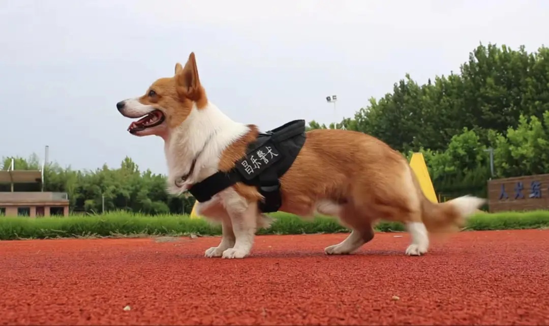 全国首只柯基警犬“福仔”，顺利转正了