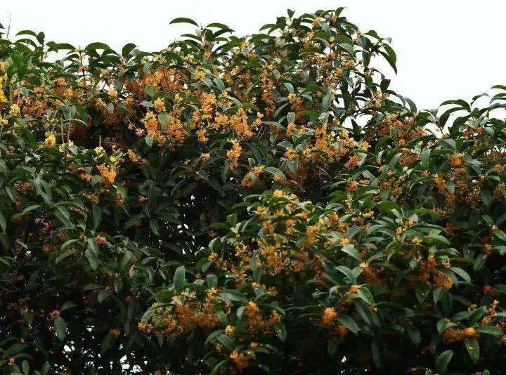 虽迟但到！重庆桂花：“我终于想开了”