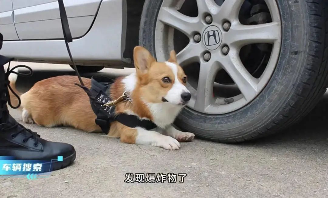 全国首只柯基警犬“福仔”，顺利转正了