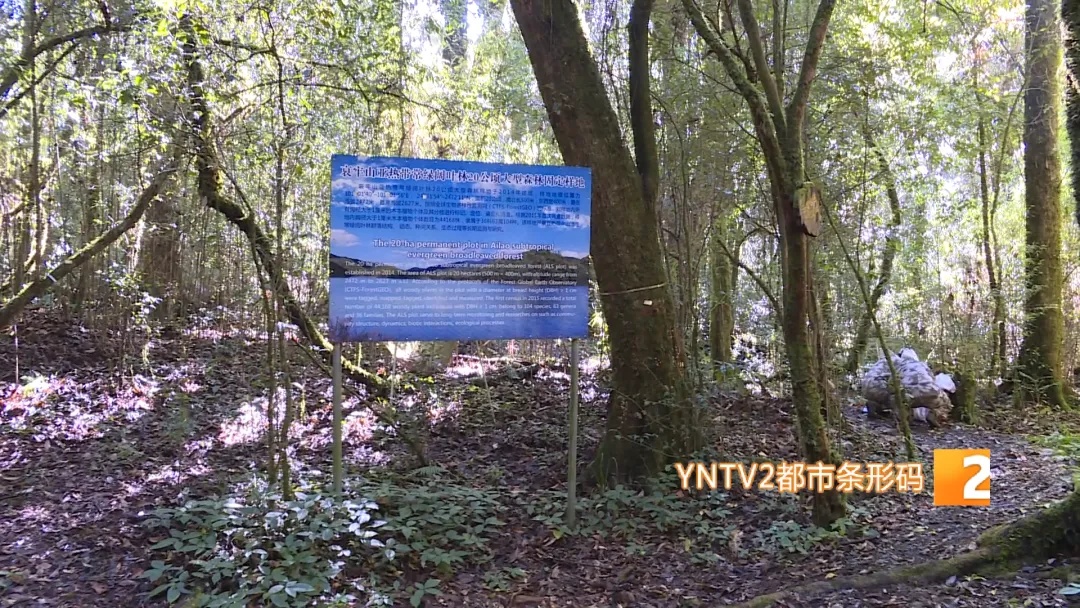 哀牢山,他们用不同方式守护着…… 哀牢山,他们用不同方式守护着……