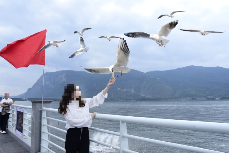 游客滇池花20元拍照,被P上“一眼假”海鸥 游客滇池花20元拍照,被P上“一眼假”海鸥