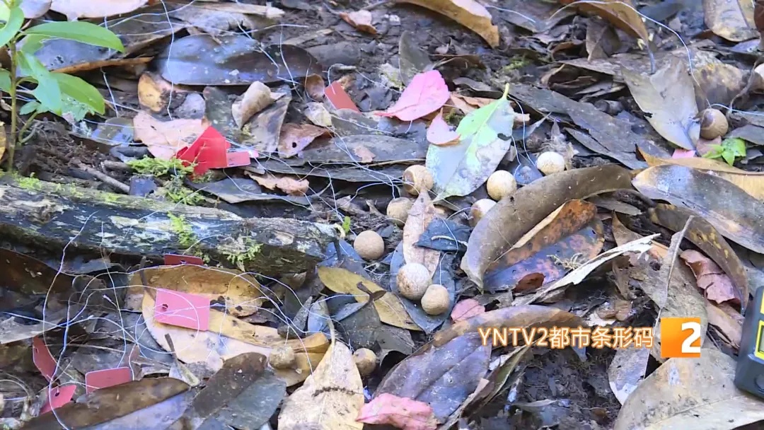 哀牢山,他们用不同方式守护着…… 哀牢山,他们用不同方式守护着……