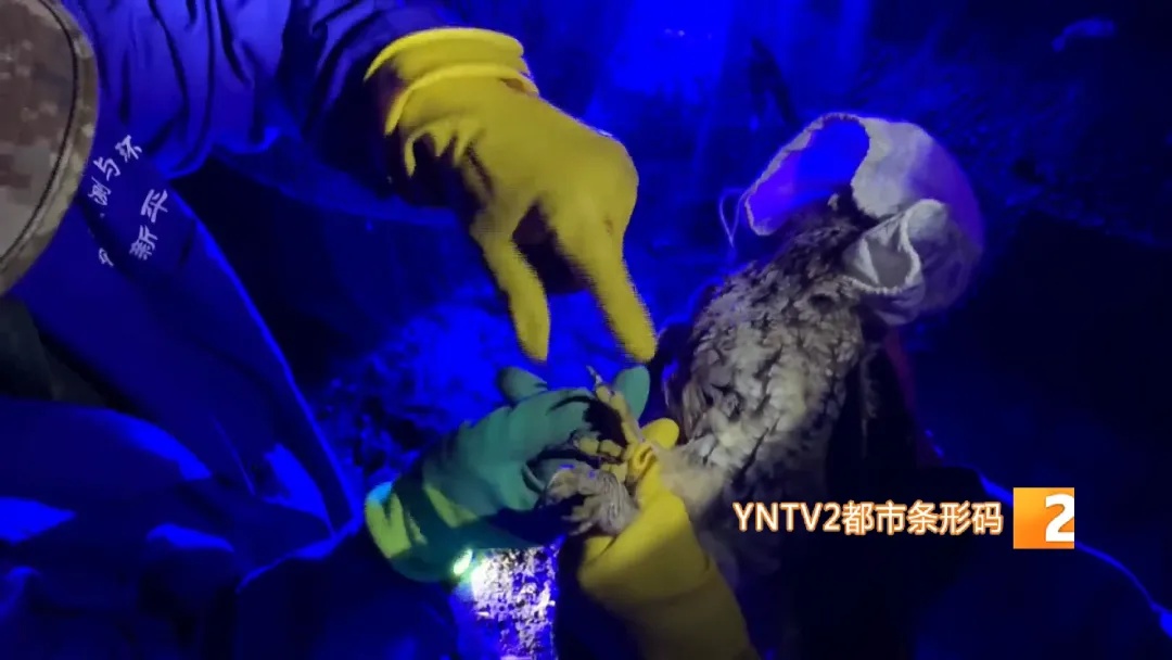 哀牢山,他们用不同方式守护着…… 哀牢山,他们用不同方式守护着……