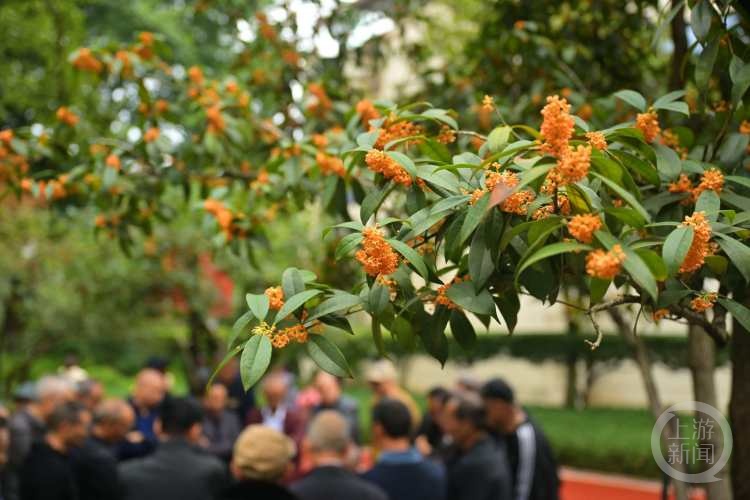 虽“迟”但“到”!重庆桂花开了,满满秋天的味道 虽“迟”但“到”!重庆桂花开了,满满秋天的味道
