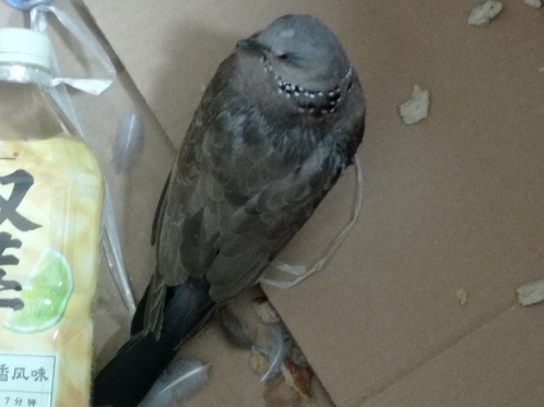 广东南海一地发现“贵气”动物,天生“戴珍珠项链”!捉一只就违法! 广东南海一地发现“贵气”动物,天生“戴珍珠项链”!捉一只就违法!