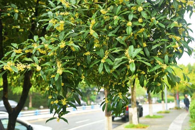 虽“迟”但“到”!重庆桂花开了,满满秋天的味道 虽“迟”但“到”!重庆桂花开了,满满秋天的味道