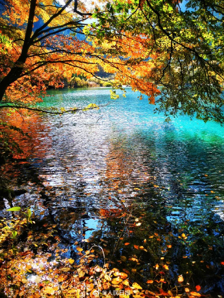 每一张都美！这不是油画这是九寨沟彩林