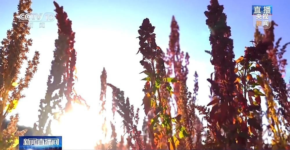 北玉米南水稻 藜麦也来凑热闹 共绘金秋好“丰”貌 北玉米南水稻 藜麦也来凑热闹 共绘金秋好“丰”貌