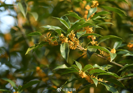 晒出来！你那里秋日浓度有多高