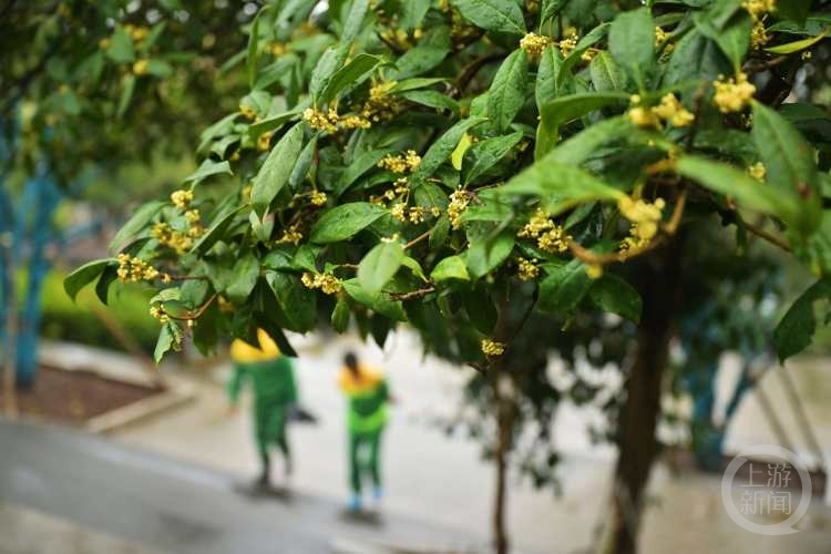 虽“迟”但“到”!重庆桂花开了,满满秋天的味道 虽“迟”但“到”!重庆桂花开了,满满秋天的味道