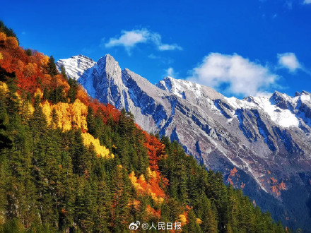 每一张都美！这不是油画这是九寨沟彩林