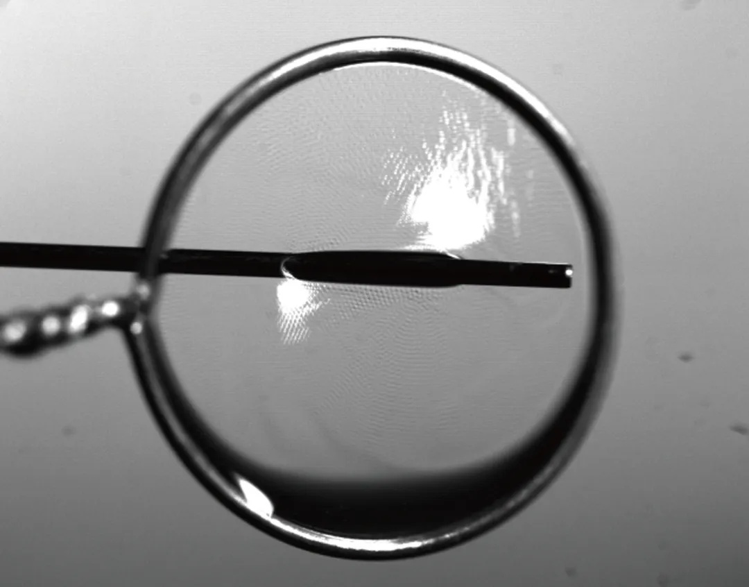 23分36秒!“吹泡泡”吹出个世界纪录 23分36秒!“吹泡泡”吹出个世界纪录