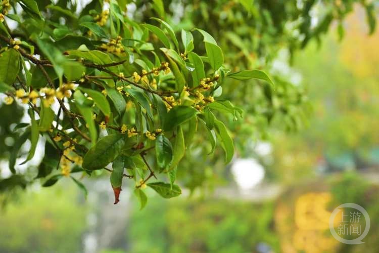 虽“迟”但“到”!重庆桂花开了,满满秋天的味道 虽“迟”但“到”!重庆桂花开了,满满秋天的味道