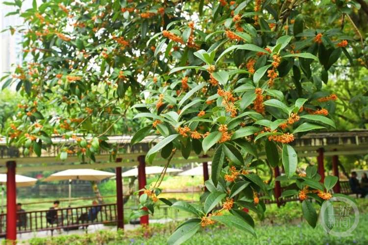 虽“迟”但“到”!重庆桂花开了,满满秋天的味道 虽“迟”但“到”!重庆桂花开了,满满秋天的味道