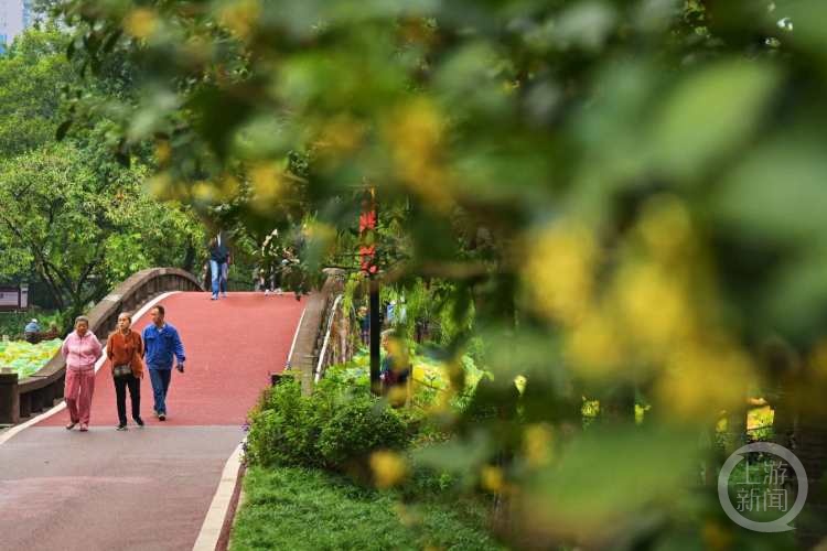 虽“迟”但“到”!重庆桂花开了,满满秋天的味道 虽“迟”但“到”!重庆桂花开了,满满秋天的味道