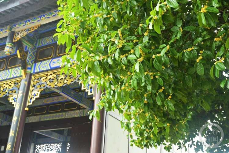 虽“迟”但“到”!重庆桂花开了,满满秋天的味道 虽“迟”但“到”!重庆桂花开了,满满秋天的味道