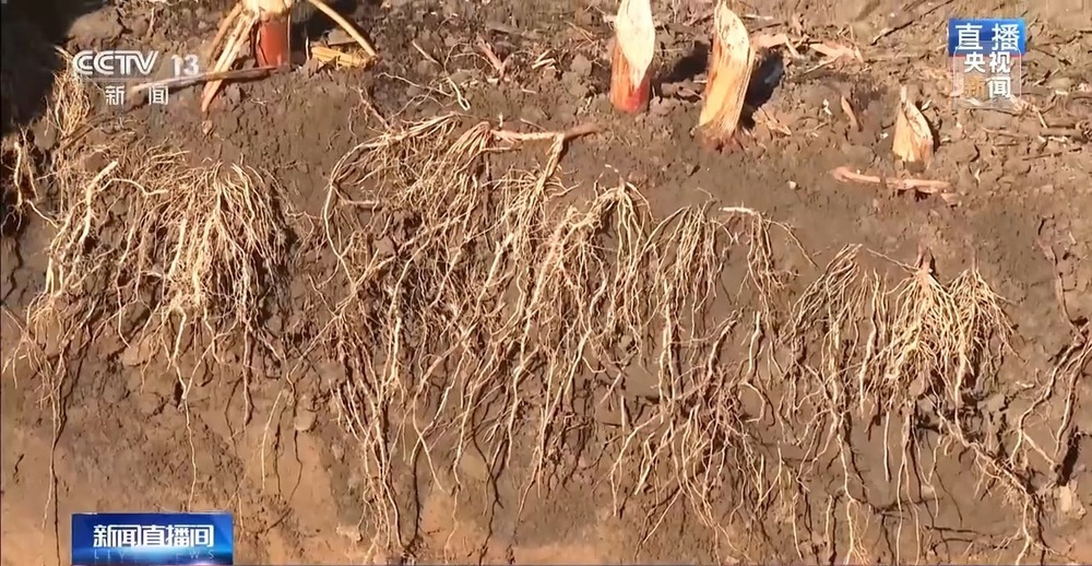 北玉米南水稻 藜麦也来凑热闹 共绘金秋好“丰”貌 北玉米南水稻 藜麦也来凑热闹 共绘金秋好“丰”貌