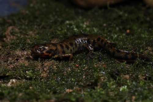 武夷山国家公园发现新物种“黄岗山蝾螈”