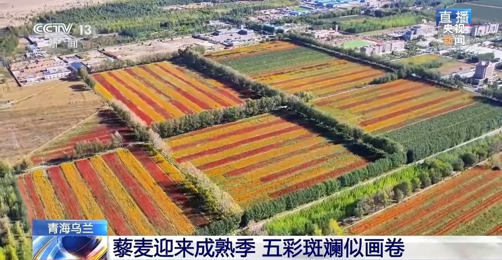 北玉米南水稻 藜麦也来凑热闹 共绘金秋好“丰”貌 北玉米南水稻 藜麦也来凑热闹 共绘金秋好“丰”貌