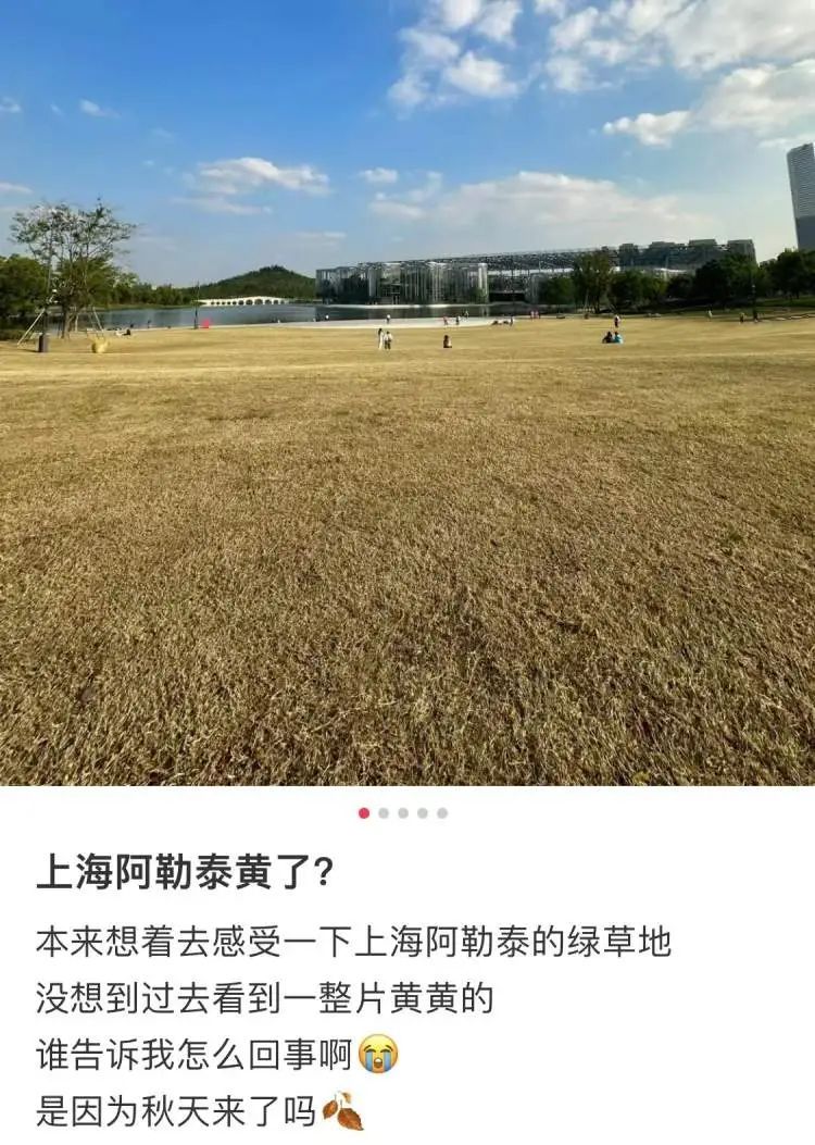 咋回事？上海网红草坪突然全黄了，官方回应：都割了，原因是→