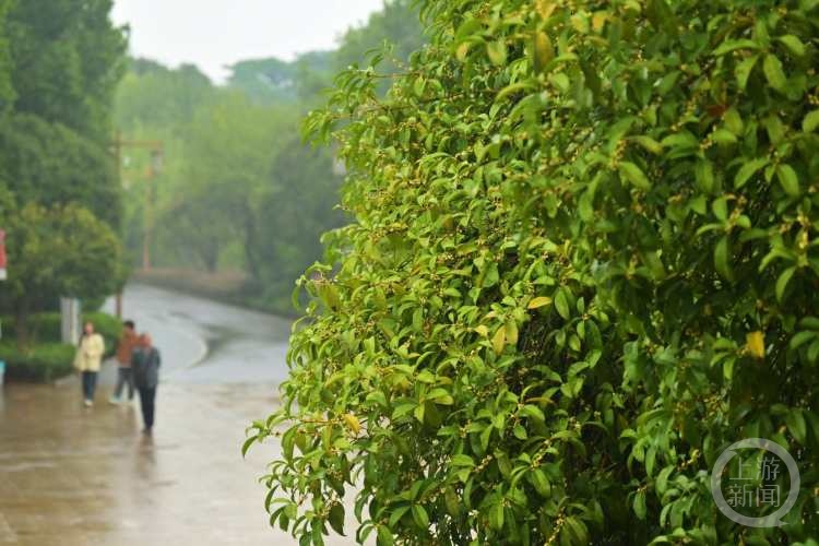虽“迟”但“到”!重庆桂花开了,满满秋天的味道 虽“迟”但“到”!重庆桂花开了,满满秋天的味道