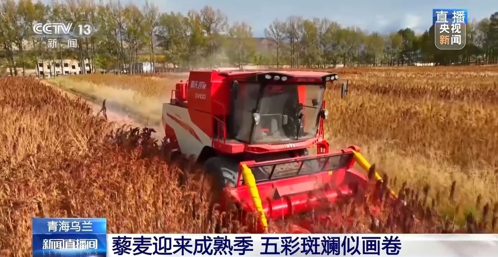 北玉米南水稻 藜麦也来凑热闹 共绘金秋好“丰”貌 北玉米南水稻 藜麦也来凑热闹 共绘金秋好“丰”貌
