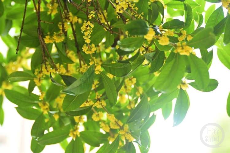 虽“迟”但“到”!重庆桂花开了,满满秋天的味道 虽“迟”但“到”!重庆桂花开了,满满秋天的味道