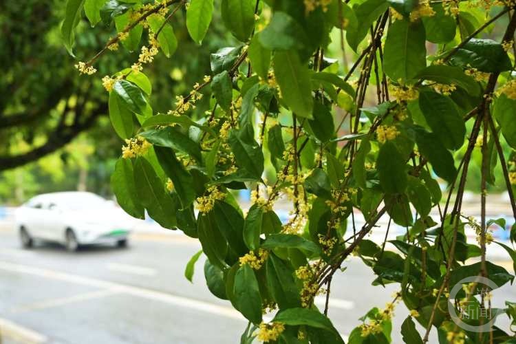 虽“迟”但“到”!重庆桂花开了,满满秋天的味道 虽“迟”但“到”!重庆桂花开了,满满秋天的味道