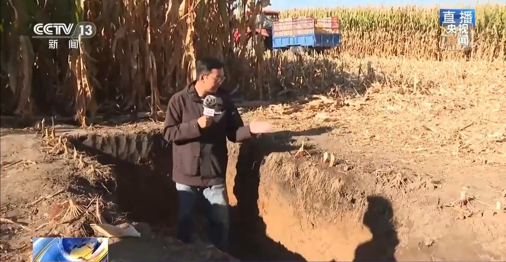 北玉米南水稻 藜麦也来凑热闹 共绘金秋好“丰”貌 北玉米南水稻 藜麦也来凑热闹 共绘金秋好“丰”貌