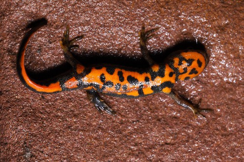 武夷山国家公园发现新物种“黄岗山蝾螈”