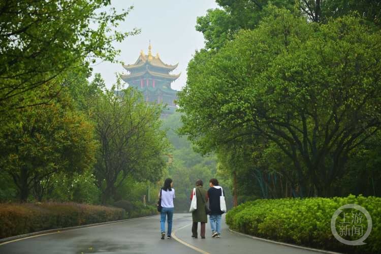 虽“迟”但“到”!重庆桂花开了,满满秋天的味道 虽“迟”但“到”!重庆桂花开了,满满秋天的味道