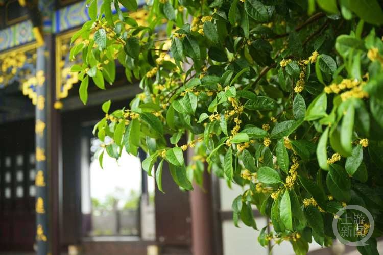 虽“迟”但“到”!重庆桂花开了,满满秋天的味道 虽“迟”但“到”!重庆桂花开了,满满秋天的味道