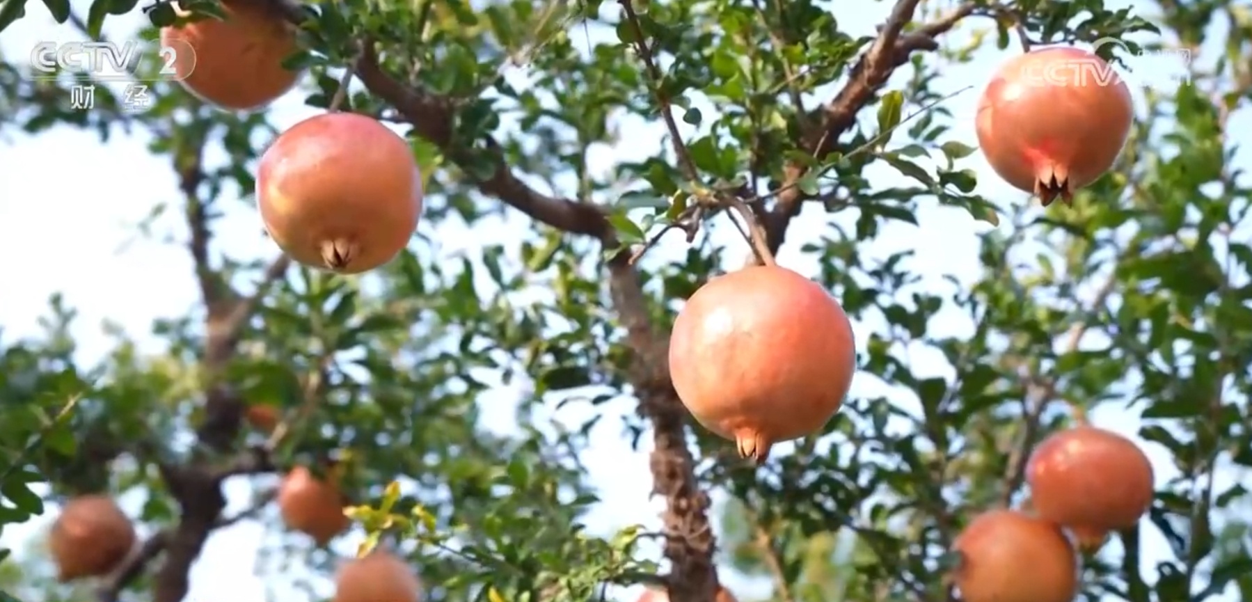 “小石榴”撬动“大产业”映红果农笑脸 “土特产”成乡村振兴新引擎 “小石榴”撬动“大产业”映红果农笑脸 “土特产”成乡村振兴新引擎