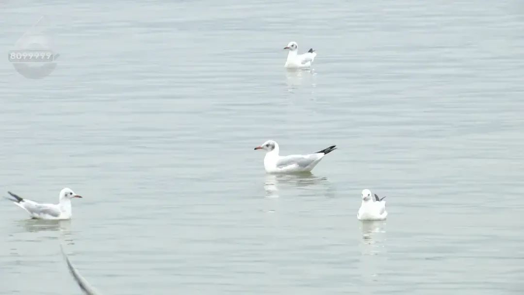 500余只！红嘴鸥“先头部队”已抵昆
