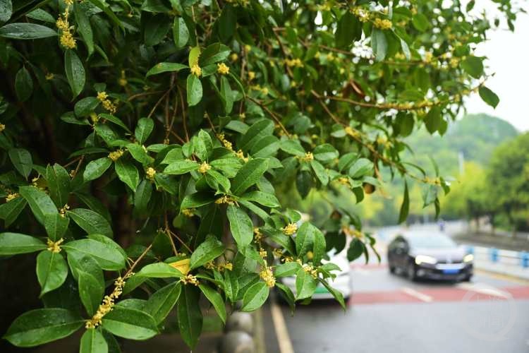 虽“迟”但“到”!重庆桂花开了,满满秋天的味道 虽“迟”但“到”!重庆桂花开了,满满秋天的味道