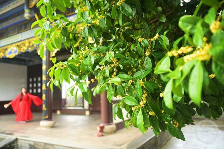 虽“迟”但“到”!重庆桂花开了,满满秋天的味道 虽“迟”但“到”!重庆桂花开了,满满秋天的味道