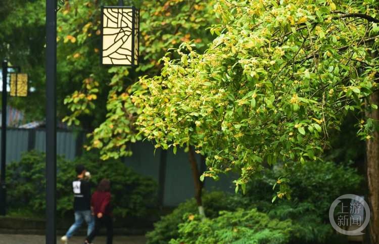虽“迟”但“到”!重庆桂花开了,满满秋天的味道 虽“迟”但“到”!重庆桂花开了,满满秋天的味道