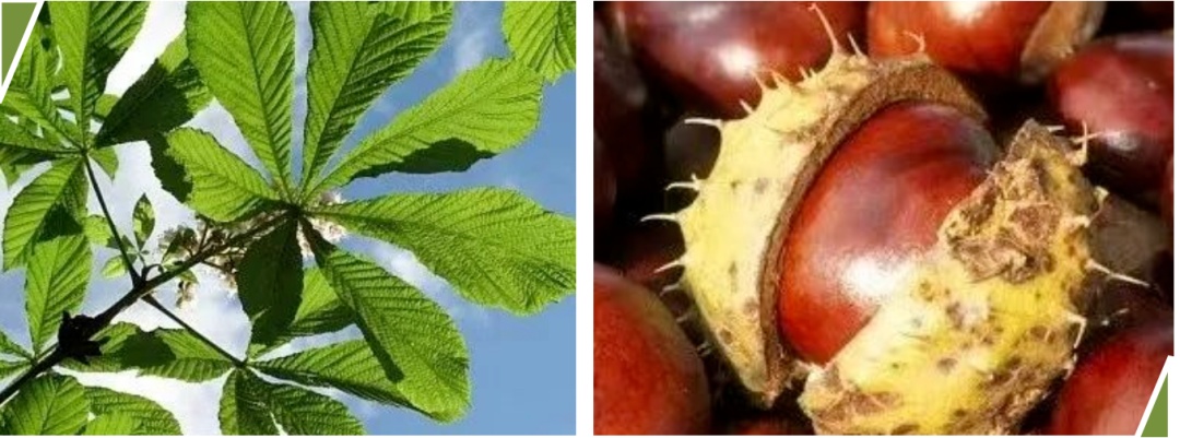 3毫克就能致死！官方发布中药材中毒风险提示