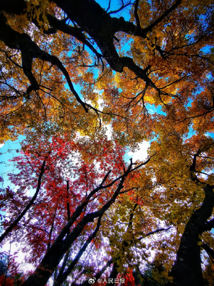 每一张都美！这不是油画这是九寨沟彩林