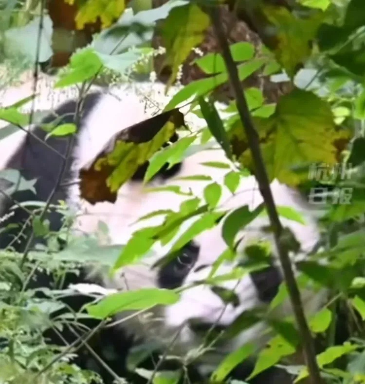 当场抓获!张某某(男,19岁)终身禁入! 当场抓获!张某某(男,19岁)终身禁入!