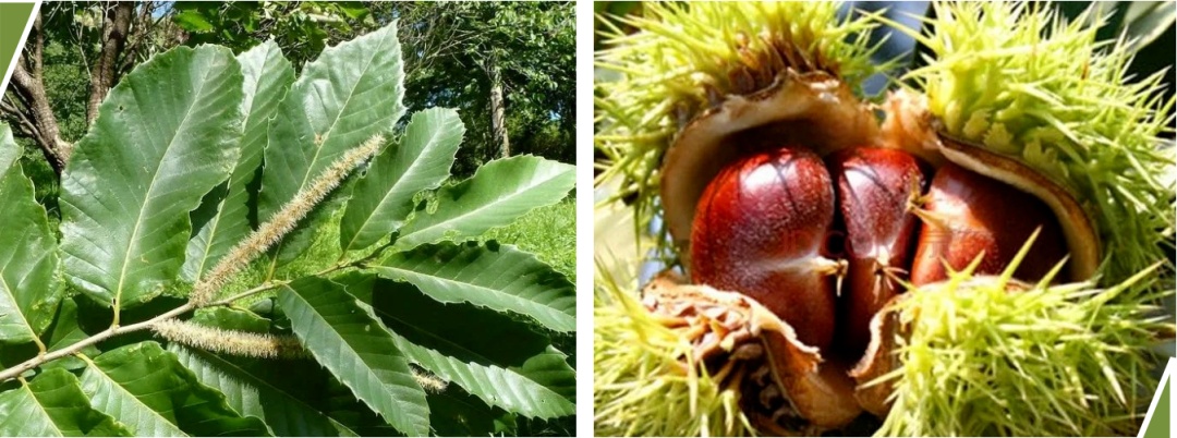 3毫克就能致死！官方发布中药材中毒风险提示