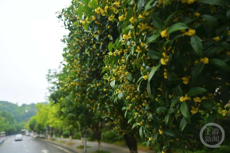 虽“迟”但“到”!重庆桂花开了,满满秋天的味道 虽“迟”但“到”!重庆桂花开了,满满秋天的味道