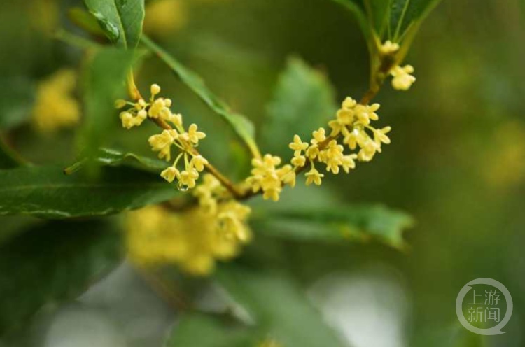 虽“迟”但“到”!重庆桂花开了,满满秋天的味道 虽“迟”但“到”!重庆桂花开了,满满秋天的味道