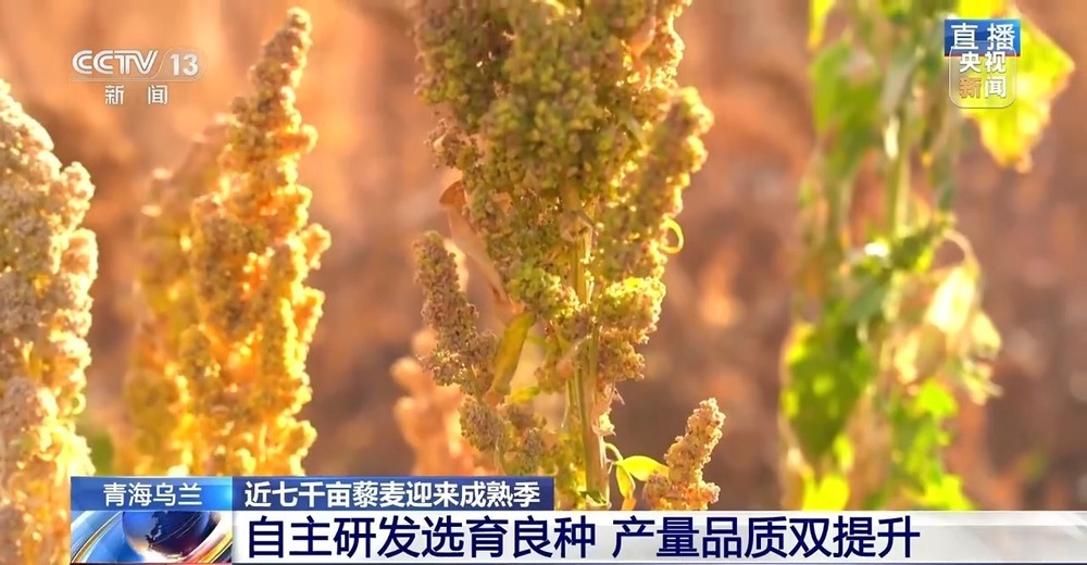 北玉米南水稻 藜麦也来凑热闹 共绘金秋好“丰”貌 北玉米南水稻 藜麦也来凑热闹 共绘金秋好“丰”貌