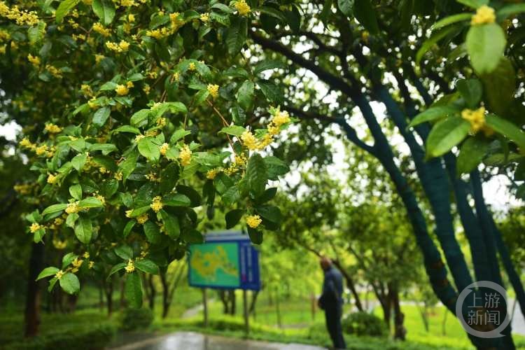 虽“迟”但“到”!重庆桂花开了,满满秋天的味道 虽“迟”但“到”!重庆桂花开了,满满秋天的味道